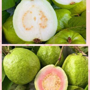 Ổi Hộp Kèm Gói Muối Hảo Hảo Nhỏ