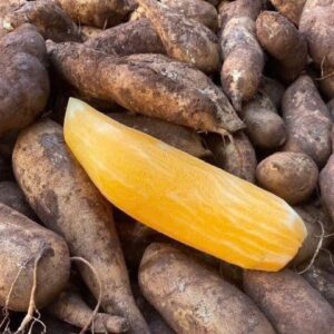 Sâm Đất 1Kg Không Gọt Kèm Gói Muối Hảo Hảo Nhỏ