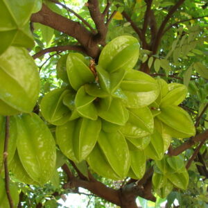 Khế Chua 1kg Kèm Gói Muối Hảo Hảo Nhỏ