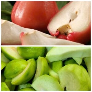 Mix Roi Đỏ + Xoài Bao Tử + Cóc Bao Tử Hộp 400g