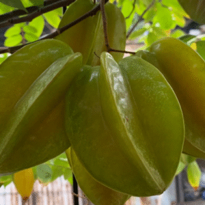 Khế Ngọt 1kg Kèm Gói Muối Hảo Hảo Nhỏ