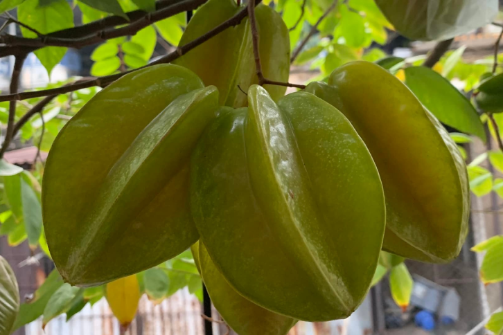 tac-dung-tri-benh-cua-qua-khe-434