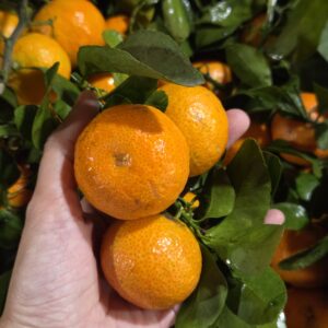 Quýt Nhỏ Bóc Sẵn Hộp Kèm Gói Muối Hảo Hảo Nhỏ